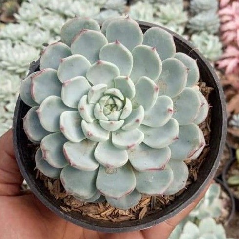 sekulen echeveria white minima
