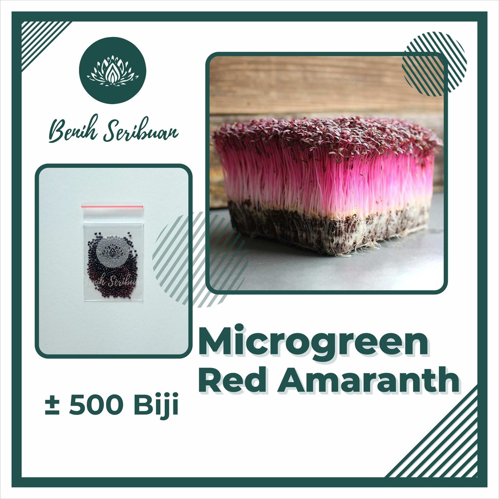 BS-BYL Benih Microgreen Sayur Organik Sprout Seed Bibit Sayuran Microgreens Alfalfa Broccoli Bok Pak Choy Red Cabbage Radish dll-MG - RED AMARANTH