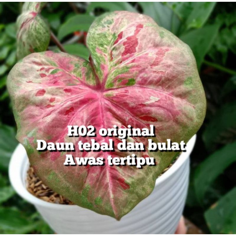 (Original) caladium H02, caladium ho2, keladi hias millionaire bibit caladium murah