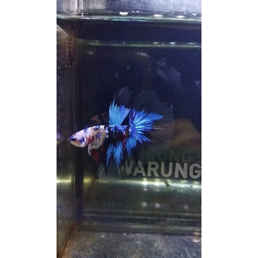 CUPANG HALFMOON/HM MULTICOLOR 100% REALPICT (88HMM2)