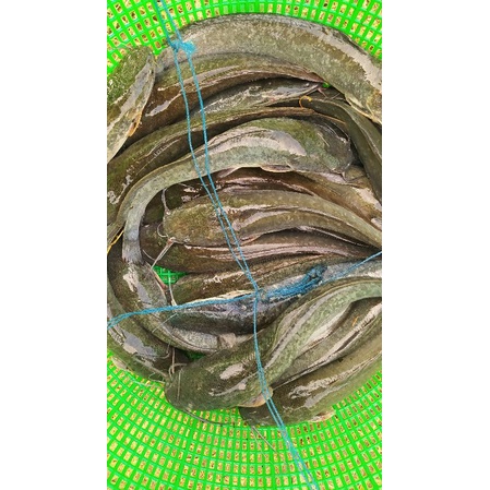 

Ikan Lele Konsumsi Sudah di Bersihkan