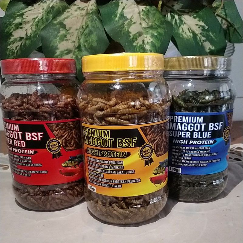 Maggot 300gr Premium yellow,Super Red & Blue(Paket 3 in 1Pakan ikan Chana,Louhan,Oscar,Koi,Pbass ,Ar