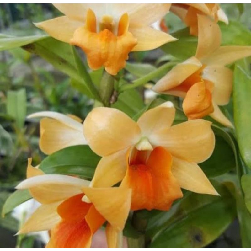 Pohon Bunga Anggrek Dendrobium Frosty Orange Dewasa Siap Spike