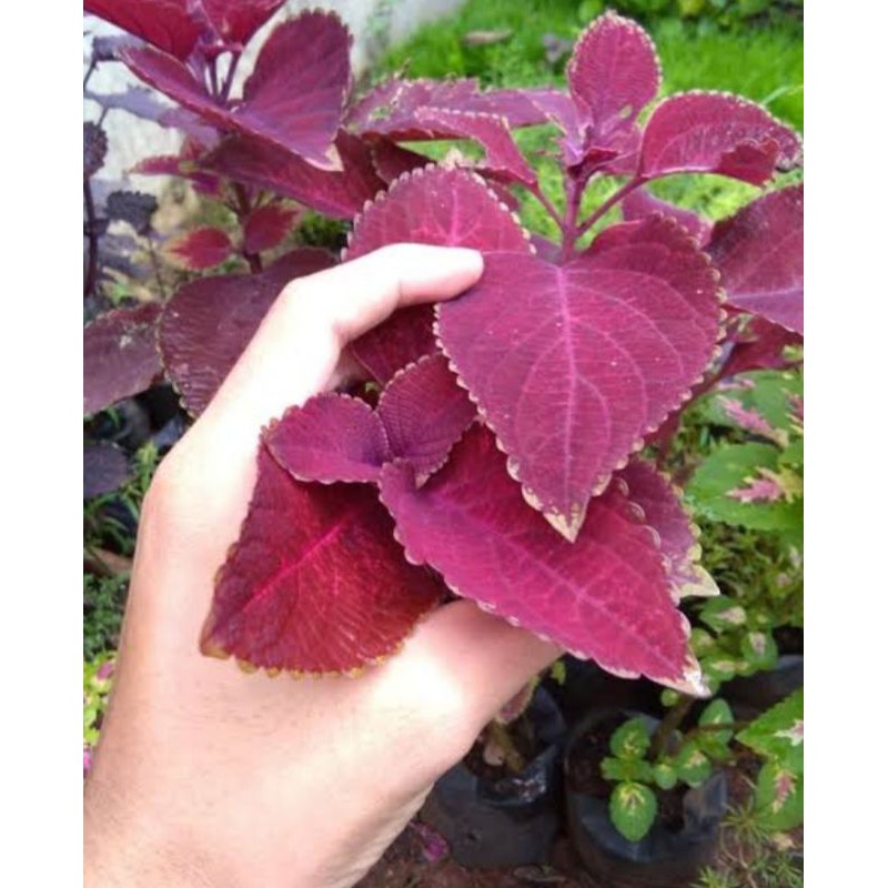 Bibit tanaman bunga hias miana merah tanaman hias