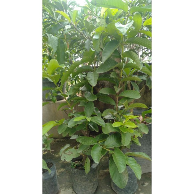 Bibit jambu kristal merah cangkok