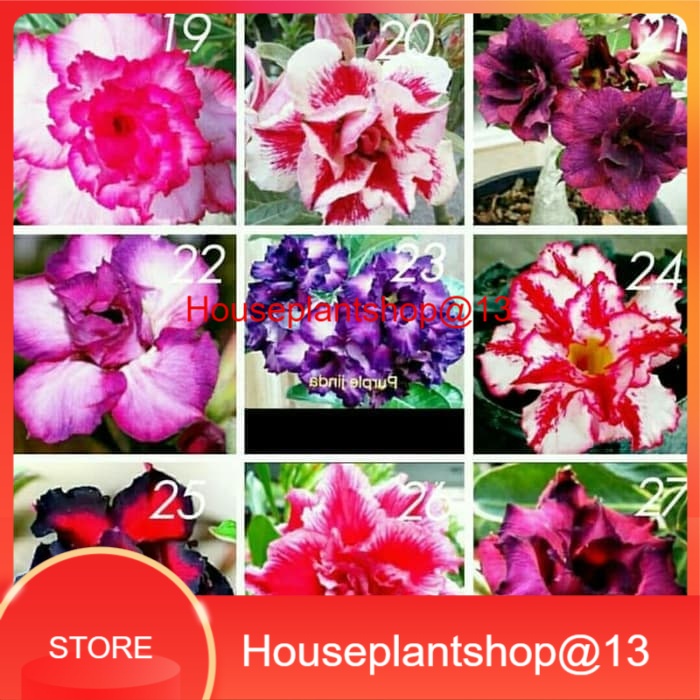 jual Bibit Kamboja Adenium Bunga Tumpuk dari Biji -HPS@13