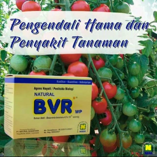 [ Nasa ] Natural Bvr/ Pengendali Hama Dan Penyakit Tanaman/ Beauveria Bassiana/ Nasa Tangerang