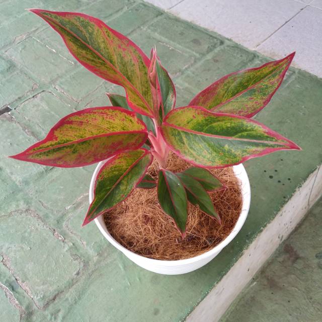 Tanaman aglonema Sri rejeki lipstik garis merah.