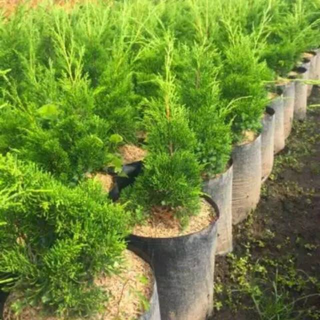 

Tanaman hias Cemara Papua/pensil