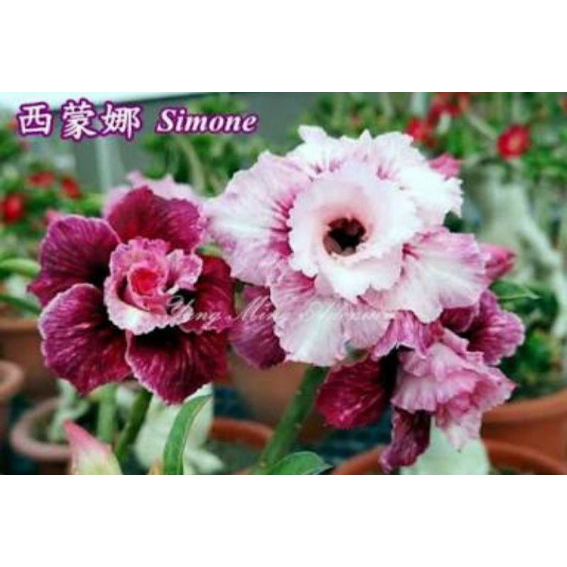 ADENIUM GRAFTING BUNGA TUMPUK  / Kamboja Jepang