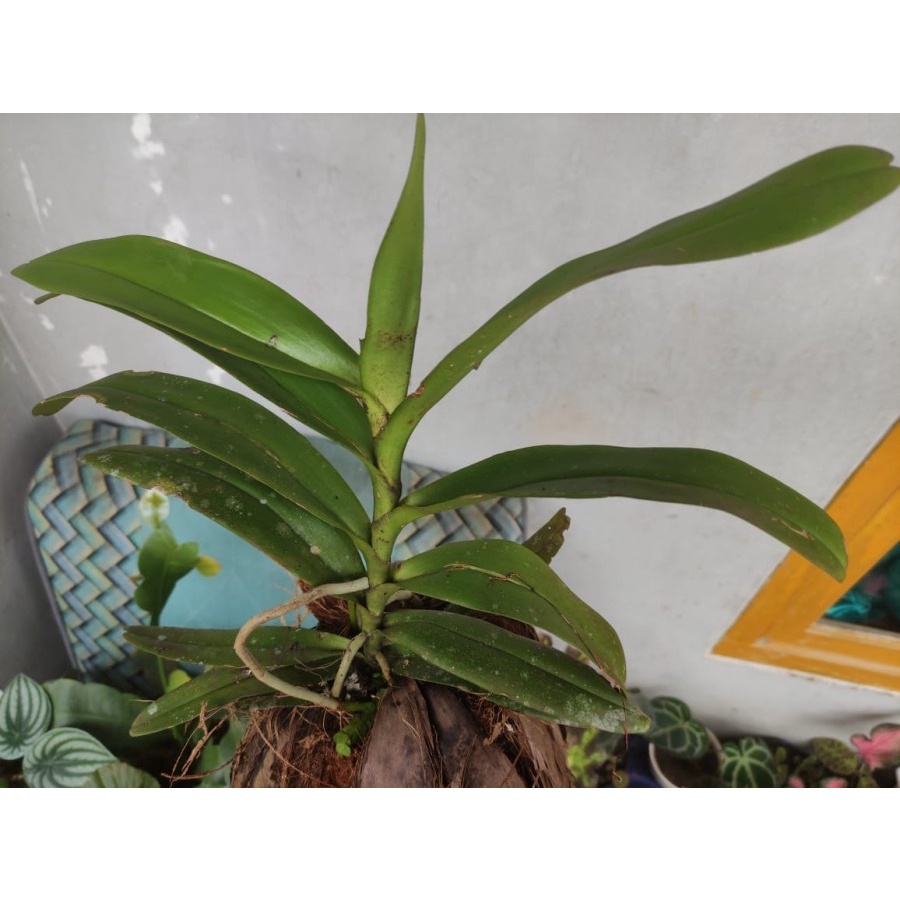 Promo Anggrek vanda dewasa siap berbunga murah