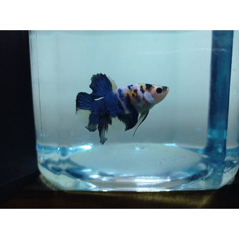 Cupang male yellow koi galaxy