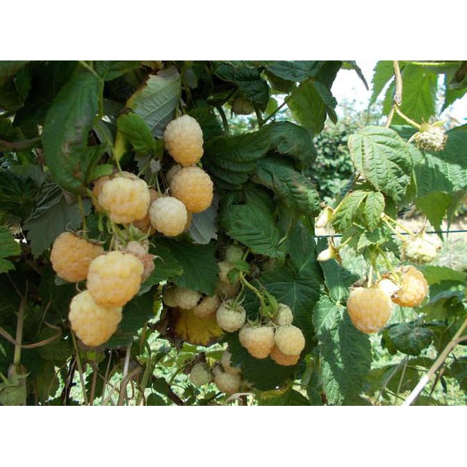 Produk Terkini Benih Raspberry Kuning / Yellow Raspberry (Import)