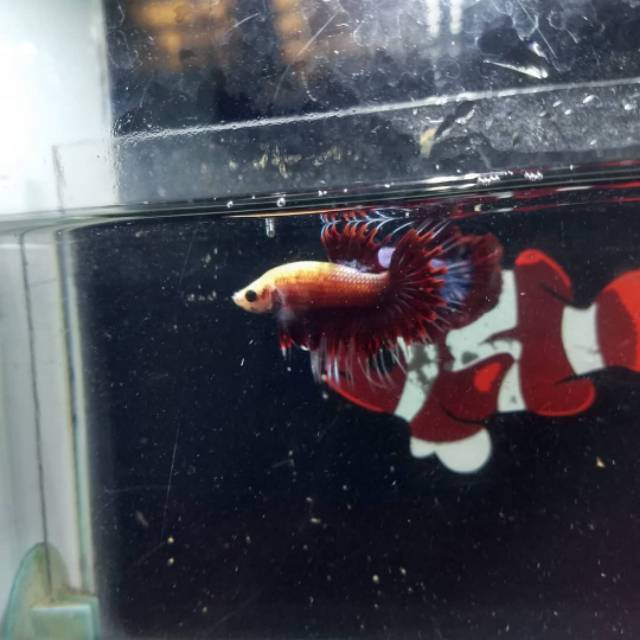 Cupang Crowntail Maskot Red size M