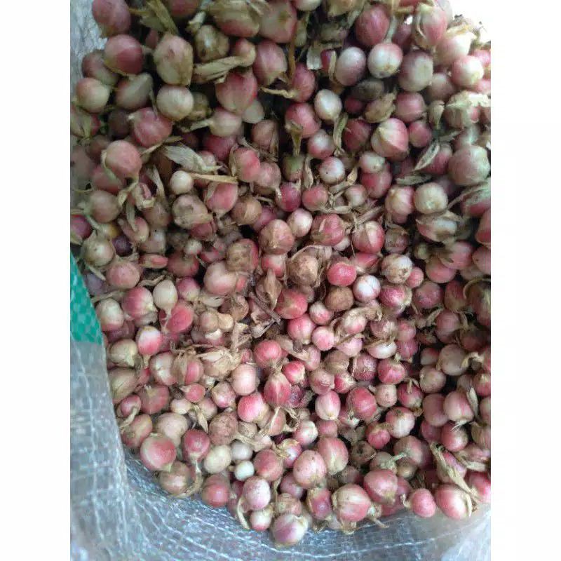 

Buah kapul laga sgar