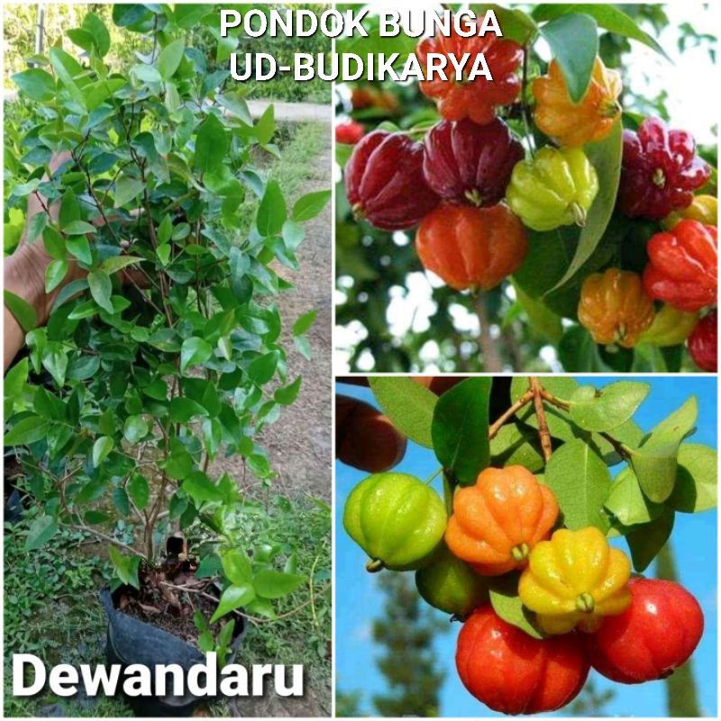 Tanaman Dewandaru/Cermai Merah Ukuran Super Besar 30cm+ Bisa Buat Bonsai-Obat Herbal 100% Sesuai Fot