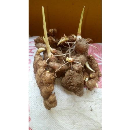 

bibit jahe merah unggul 1kg