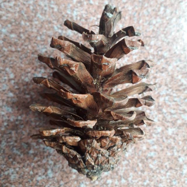 

Biji Pinus Kering