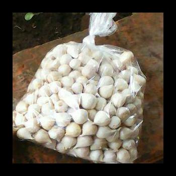

BAWANG PUTIH TUNGGAL/BAWANG LANANG 250GRAM HERBAL ALAMI TERLARIS
