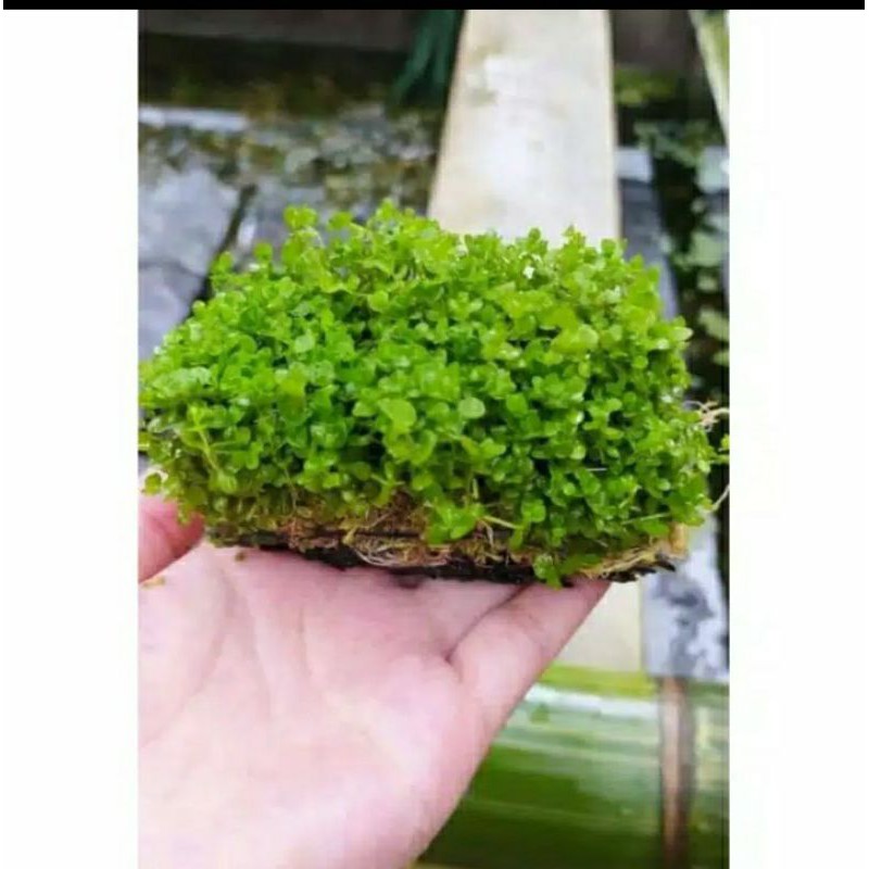 tanaman hias carped seed monte carlo