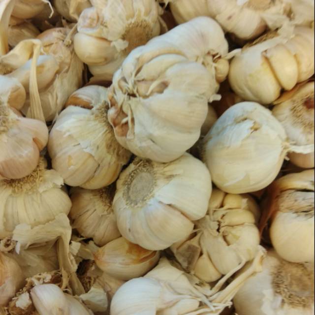 

Bawang putih honan