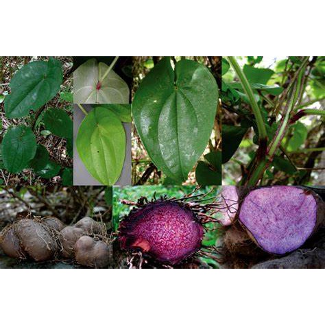 

UWI UNGU UWI PUTIH 100% fresh UWI LEGI UMBI UWI 1/2 kg