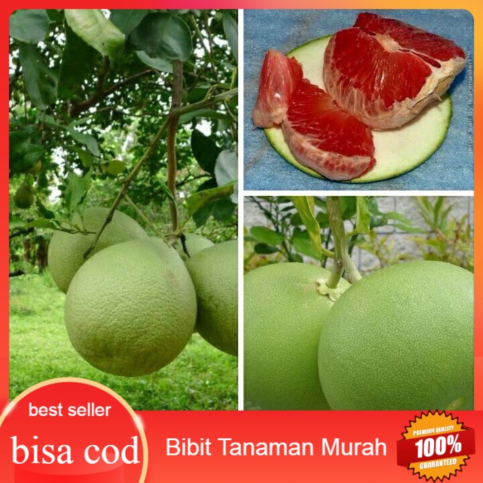 Bibit jeruk bali merah
