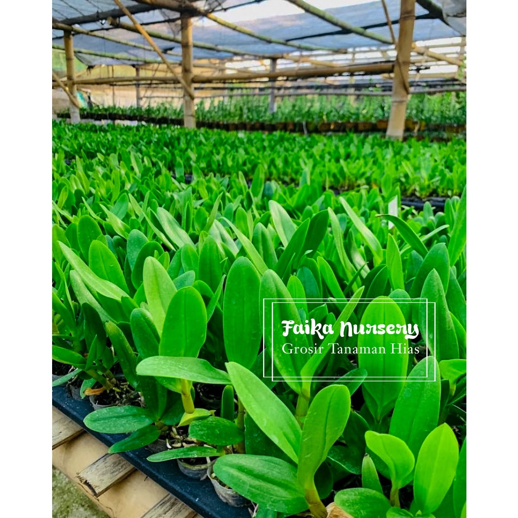 Bunga Anggrek Sedling dendrobium Keriting