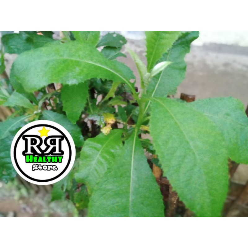 

daun sembung segar 250gram
