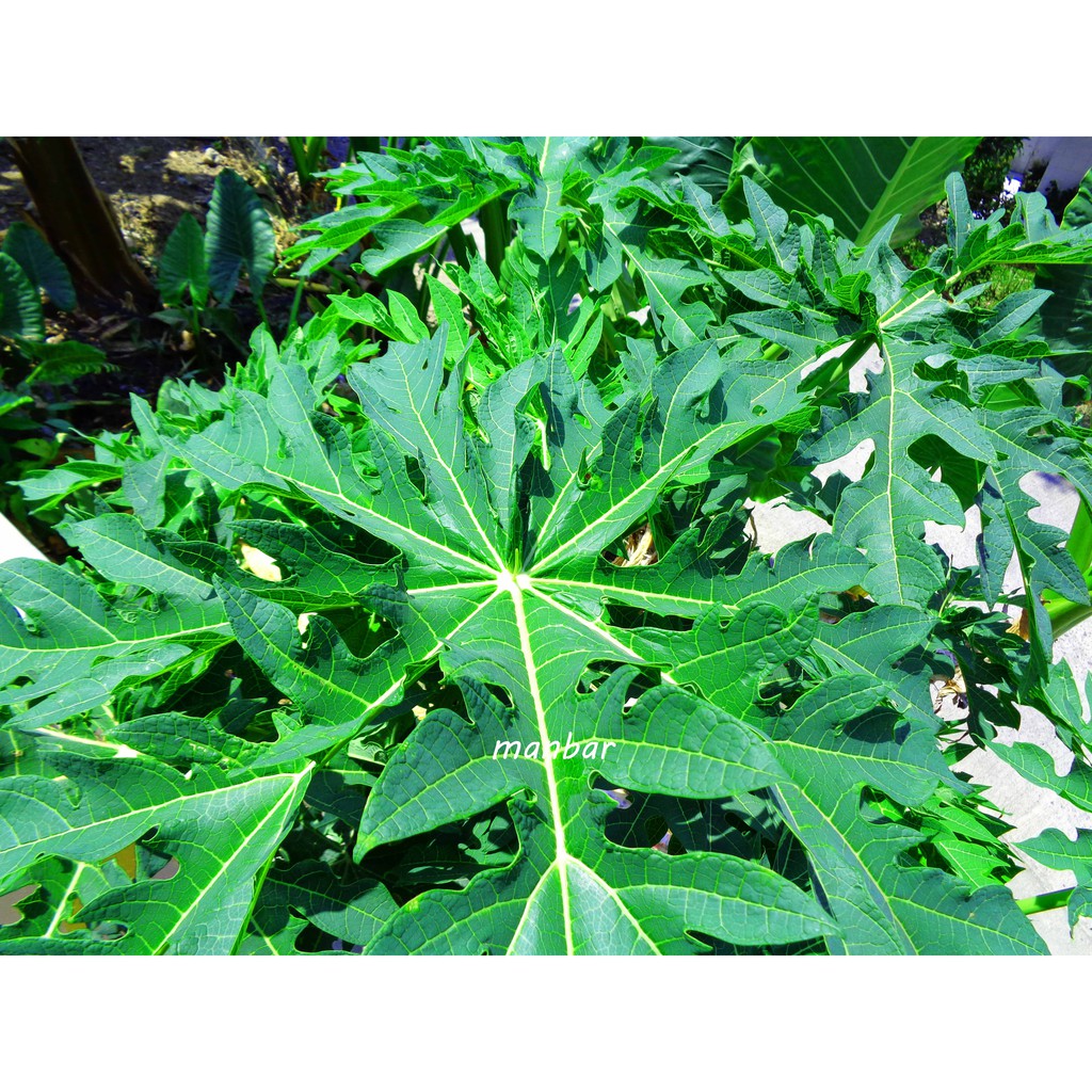 

daun pepaya segar per 50 lembar
