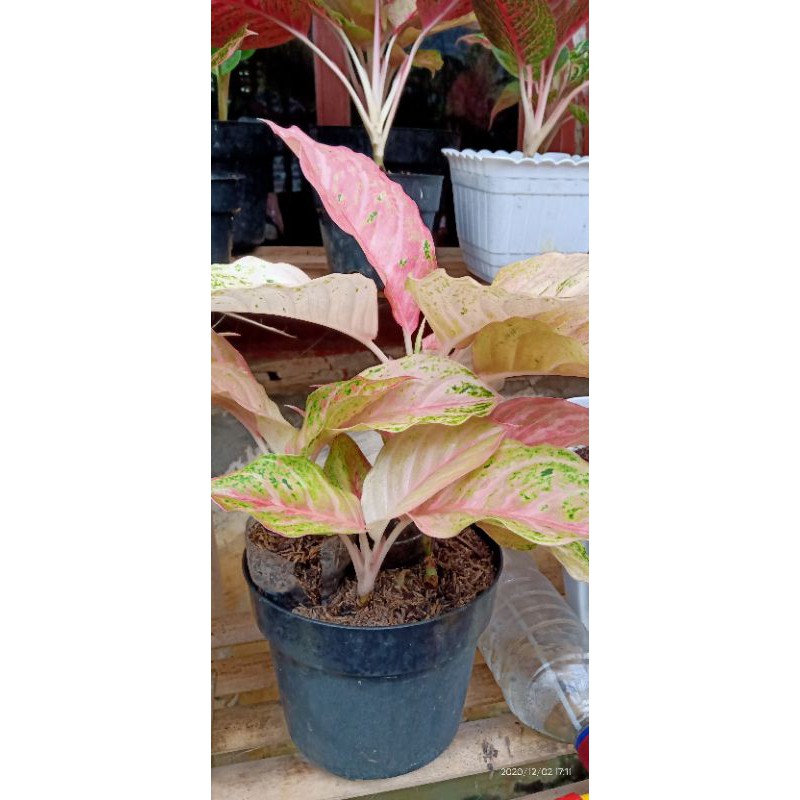 aglonema bidadari mutasi