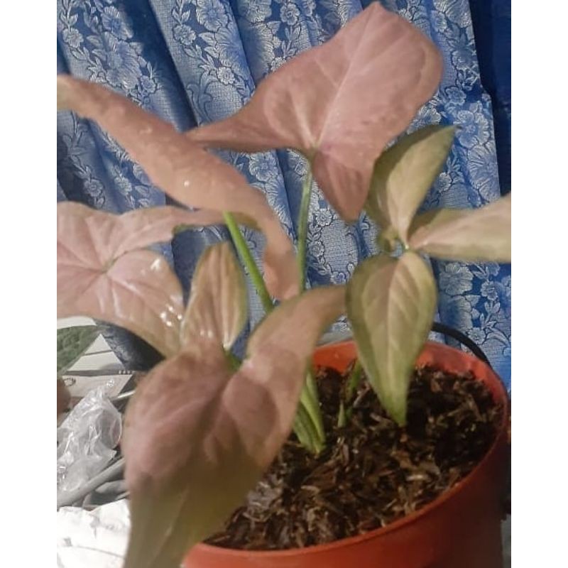 pink perfection syngonium