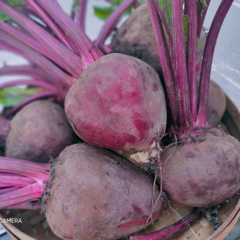 

TERMURAH BUAH BIT ROOT UKURAN RANDOM 1 KG