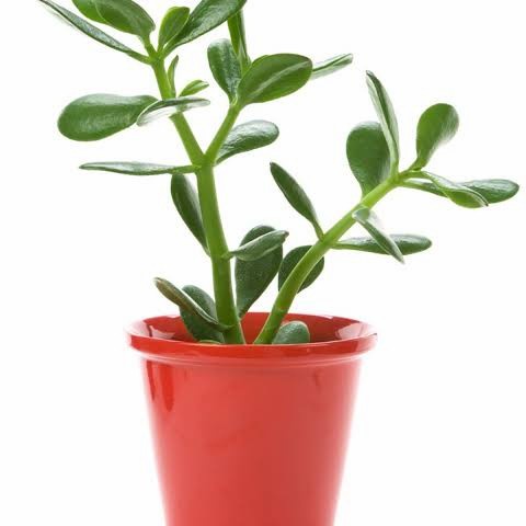 Tanaman succulent jade plant