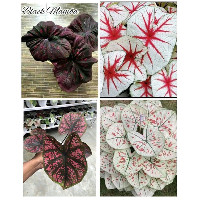 4 paket tanaman hias umbi caladium thailand