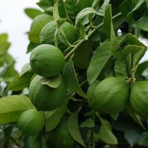 Tanaman pohon jeruk nipis, Sudah berbuah