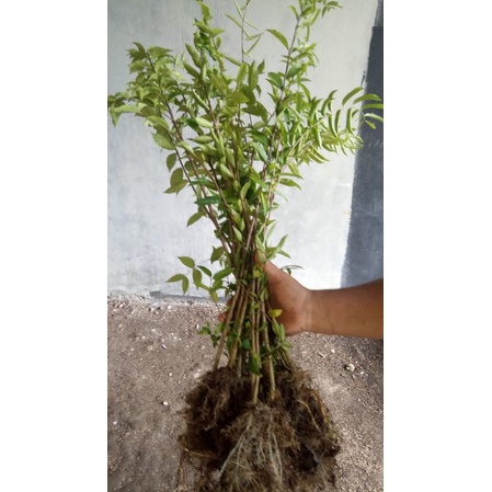 bibit bonsai anting putri batang tebal