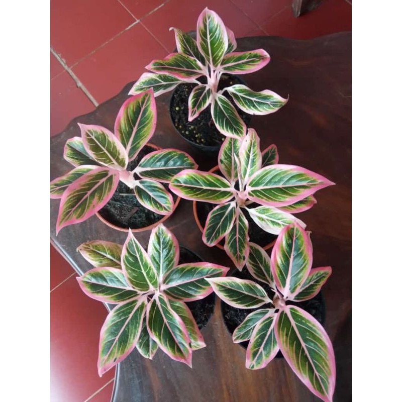 AGLONEMA LOTUS DELIGHT