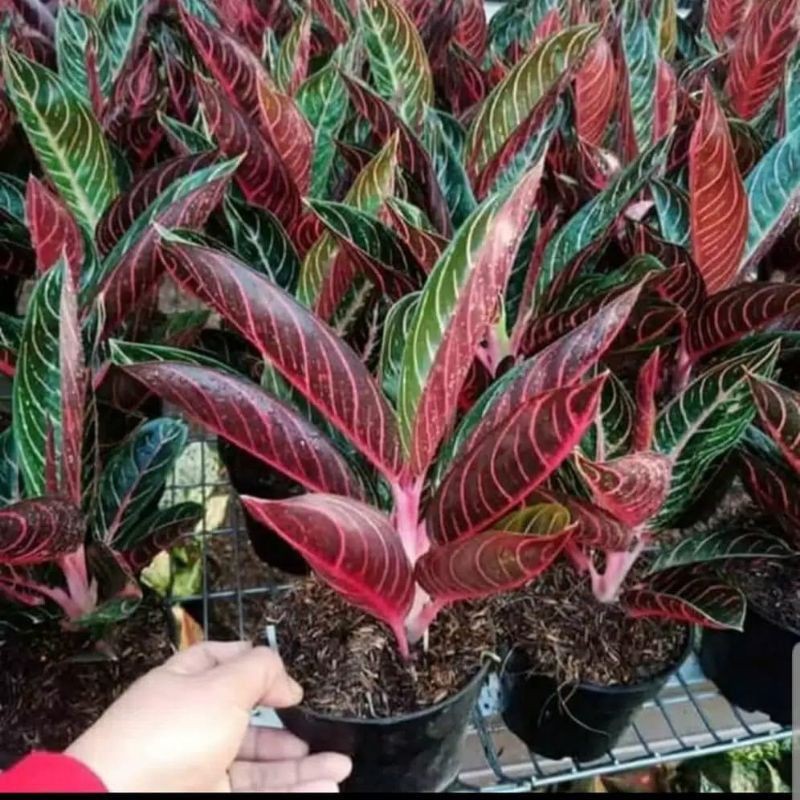 Bonggol aglonema red sumatra