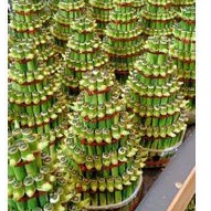 Bambu hoki/ lucky bamboo/ Sri rejeki/ bambu cina/ bambu air