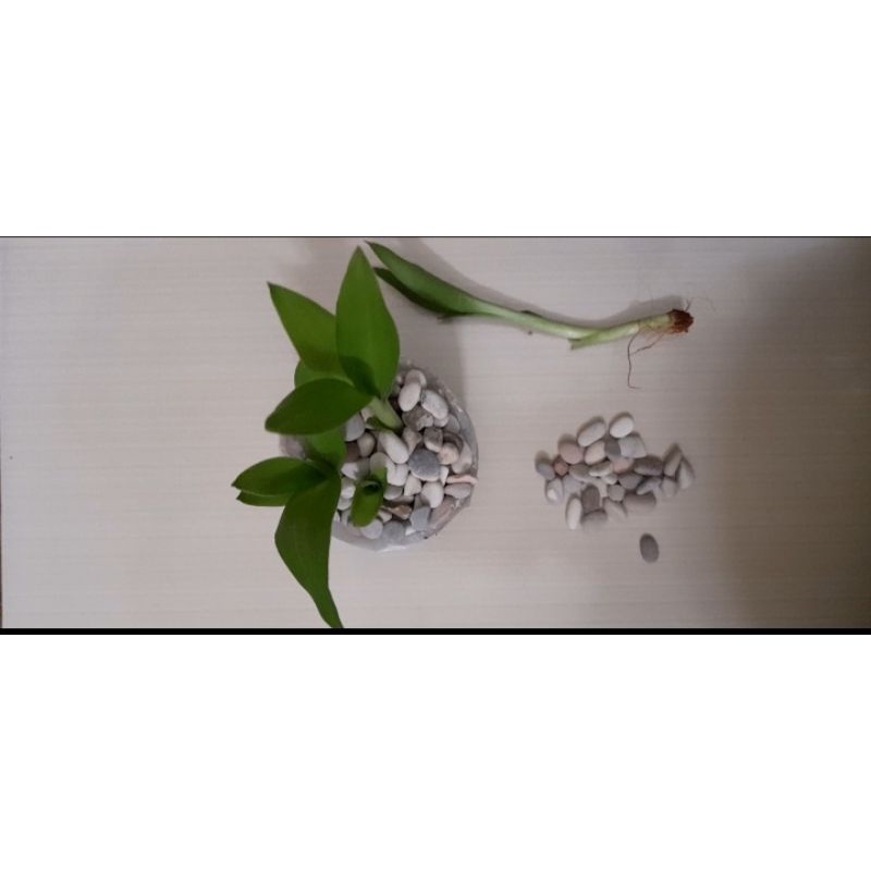 bambu rezeki/bambu cina bambu air sri rezeki anakan