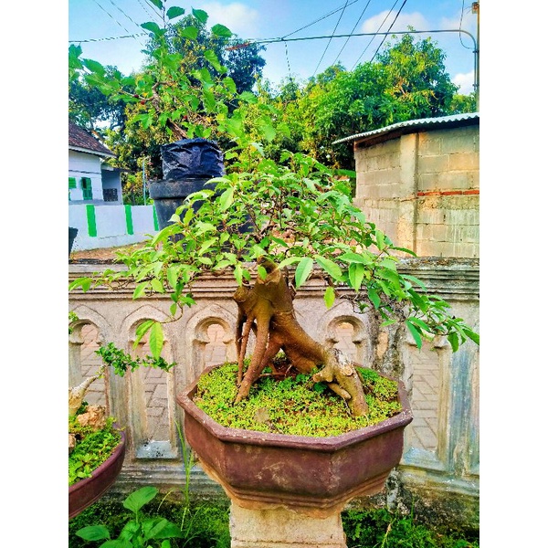 bonsai Amplas hitam