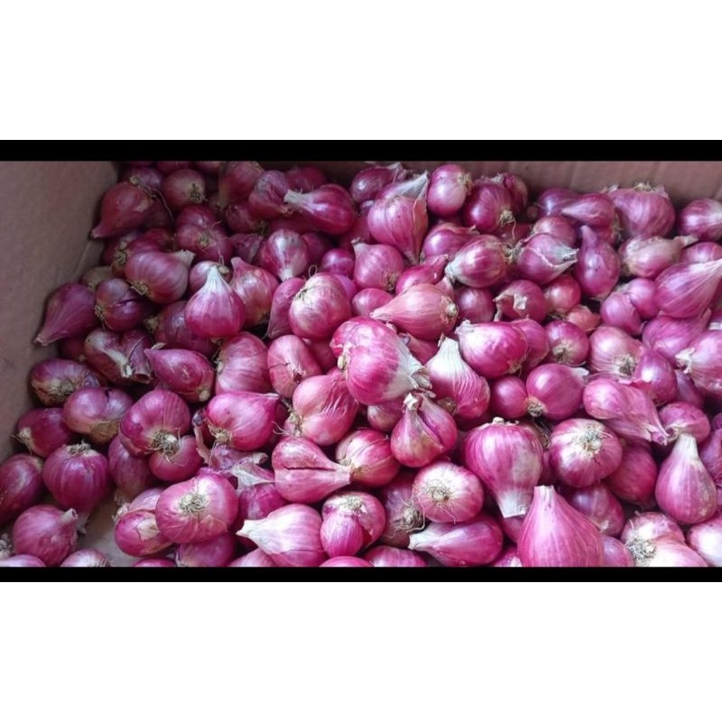 

BAWANG MERAH ASLI BREBES 1KG