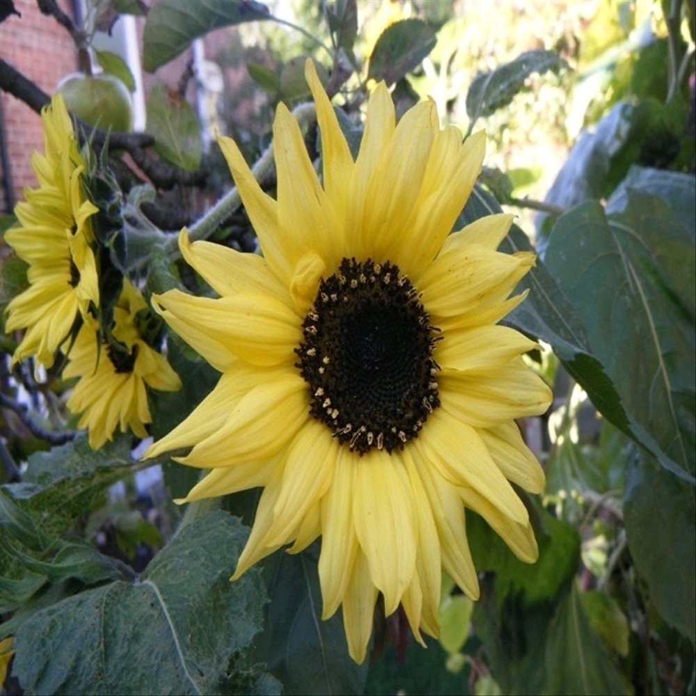 5 Benih Matahari Moon Walker