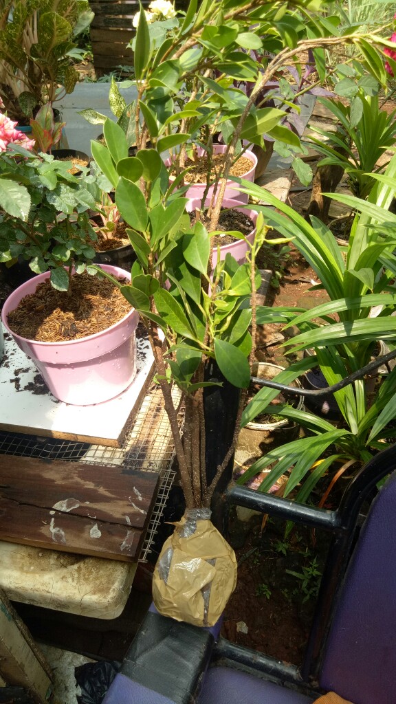 Bibit Bonsai Ficus Kimeng 30-45cm