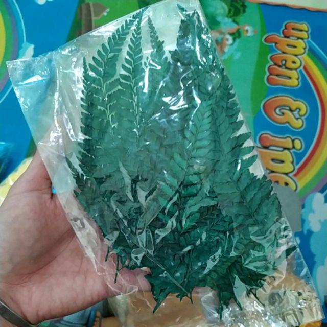 Daun Pakis Kering Warna Hijau