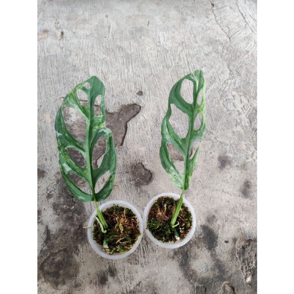 Janbol varigata murmer