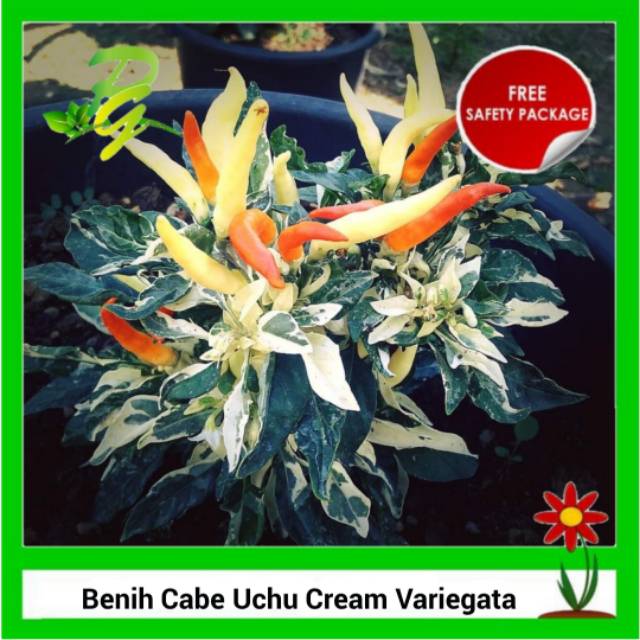Benih Cabe Uchu Cream Variegata-Cabe Unik-Cabe Hias-Cabe Warna Warni