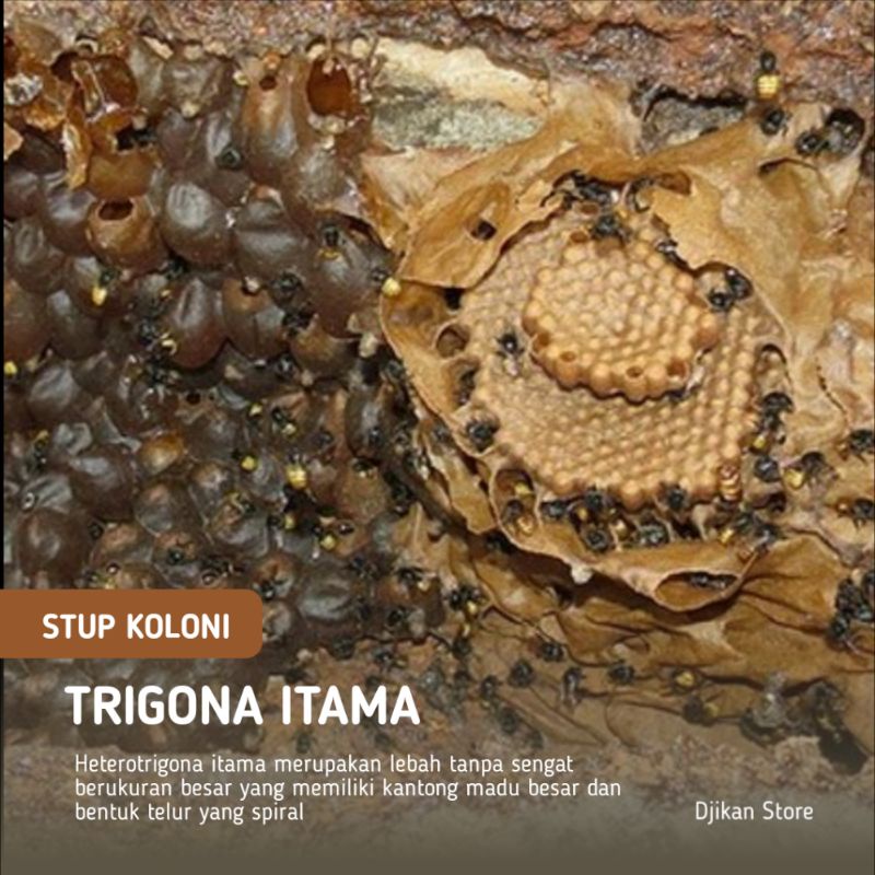 Bibit lebah trigona itama / Klanceng itama / Heterotrigona itama / Itama Sumatra