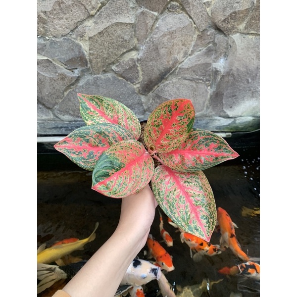 Aglonema Widuri lilin lokal tanian